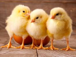 گروه‌های جهادی آماده واگذاری جوجه‌ها به روستاهای کشور هستند 