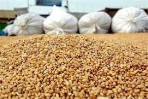 اعلام آمادگی برای تامین نهاده‌های دامی ظرف ۲۴ ساعت به شرط تامین ارز