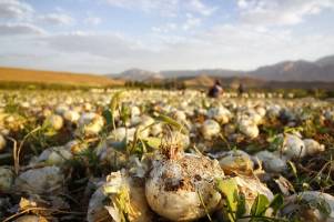 سرگردانی واردکنندگان موز در گمرکات