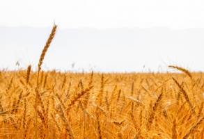 خرید تضمینی گندم از یک میلیون تن گذشت