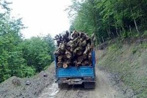 استحصال و تولید چوب امسال به یک میلیون متر مکعب افزایش می‌یابد