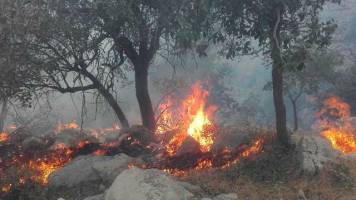 هلیکوپترها به داد جنگل‌های شعله‌ور در آتش نمی‌رسند