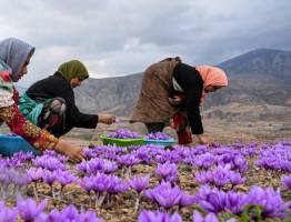 کرونا صادرات زعفران را کاهش داد