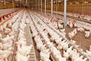 افزایش ۴۰ درصدی تولید مرغ و تخم مرغ مازاد بر نیاز