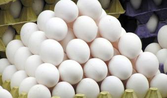 قیمت هر کیلوگرم تخم مرغ درب مرغداری ۹۵۰۰ تومان تعیین شد