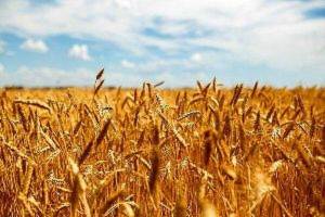 وزیر جهاد برای ارائه توضیح درباره حذف بودجه گندم به مجلس می‌رود