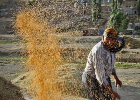 خودکفایی گندم قربانی سهم‌خواهی سیاسیون؟!