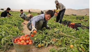 رصد روزانه مرزها برای صادرات محصولات کشاورزی، ضروری است
