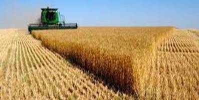 خودکفایی یا واردات گندم در سال آینده؛ نرخ خرید تضمینی تعیین کننده است