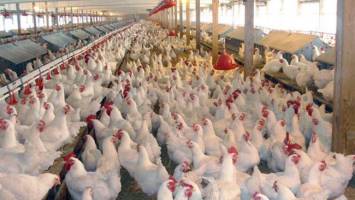 واردات ۵۰ هزار تن مرغ تنظیم بازاری تصویب شد