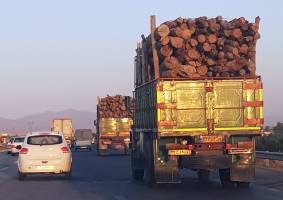 کشفیات قاچاق چوب از نظر تعدادی رو به افزایش است
