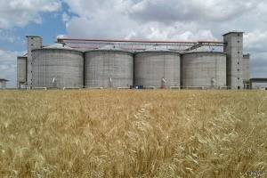 ماهانه ۱۲ هزار تن گندم در استان مرکزی مصرف می‌شود