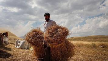 قیمت فروش گندم دولتی بازنگری می‌شود