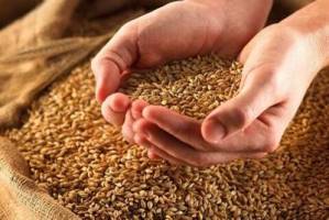 گرانی نان ارتباطی به گندم ندارد