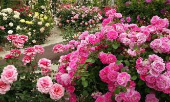 بهترین روش آبیاری گل رز در باغچه