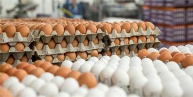 دلایلی گرانی تخم مرغ در بازار