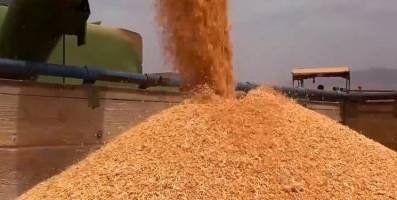 افزایش شدید قیمت جهانی گندم و هشدار به مسئولان داخل