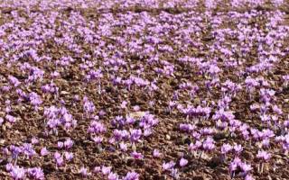توسعه کشت گیاه زعفران در شهرستان هشترود
