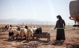 نیاز گوشت قرمز کشور ۸۸۰ هزار تن است| هر عشایر برای ۲۰ نفر گوشت تولید می کند