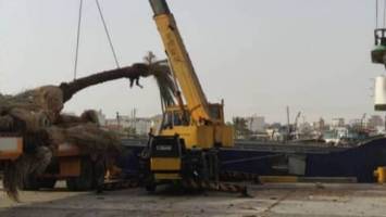 دلیل مرجوع شدن نخل‌های ایرانی از قطر چه بود؟