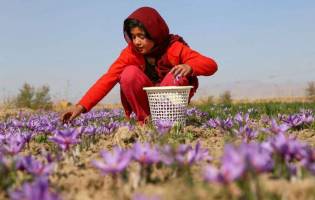 عضو شورای ملی زعفران: خشکسالی میزان تولید زعفران را تا ۷۰ درصد کاهش داده 