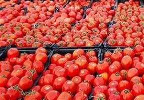 قیمت گوجه‌فرنگی کاهش یافت