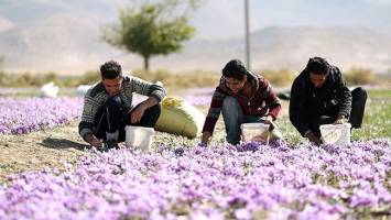 کاهش ۶۳ درصدی صادرات زعفران