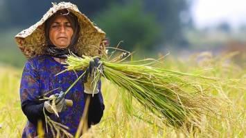  مصوبه اصلاح قانون خرید تضمینی برنج داخلی و پنبه ابلاغ شد