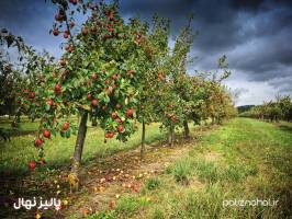 خرید نهال از نهالستان تخصصی پالیز؛ نگین سبز خاورمیانه