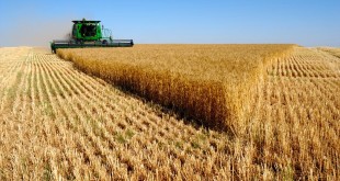 نرخ خرید گندم کیفی تولید داخل پایین‌تر از نرخ گندم وارداتی بی کیفیت!