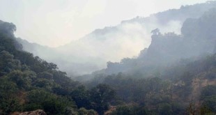 وقوع آتش سوزی در جنگل های ایلام