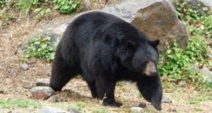 توله خرس و مادرش کرج را به هم ریختند