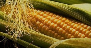 واردات دانه‌های روغنی به شرط اخذ پروانه ورود از وزارت‌ بهداشت