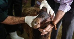 توصیه‌های وزارت بهداشت در آستانه عید قربان