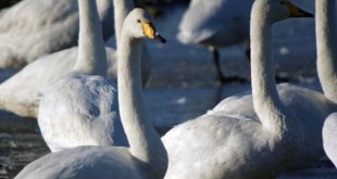 تحول در ساخت پهپادها با الگوبرداری از قو