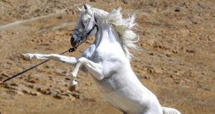 همایش رژه اسب