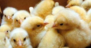 حل شایعات آنفلوآنزایی عامل افزایش قیمت مرغ