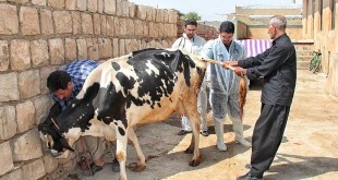 آغاز کشتار گاوهای شیری در کشور
