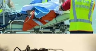 مرد گرفتار در بیابان با خوردن مورچه زنده ماند