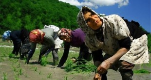 واردات 52 هزار تن برنج به کشور در فصل برداشت