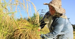 واکنش به آلودگی برنج ایرانی
