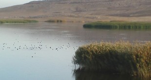 ایران در رتبه دوم تخریب تالاب‌ها
