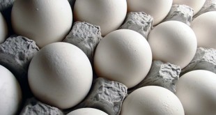 کاهش صادرات تخم‌مرغ