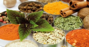 ۱۲۸۳ نوع داروی گیاهی در کشور شناخته شده است