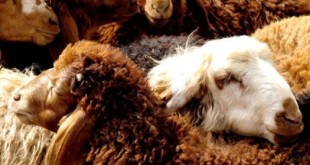 کاهش 60 درصدی بیماری طاعون نشخوارکنندگان