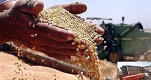 عبور ذخایر غلات ایران از 10 میلیون تن در سال جاری