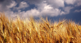 مهر شد ولی قیمت خرید تضمینی گندم اعلام نشد