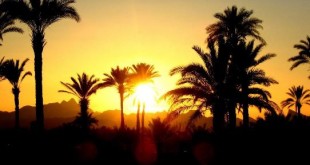فرصت مناسب صادارت خرما با توجه به تحولات سیاسی کشورهای رقیب