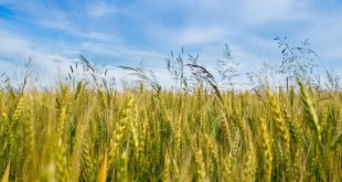 اعلام هر چه سریعتر نرخ های تضمینی کشاورزی