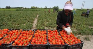 آمادگی برای بورسی شدن معاملات محصولات کشاورزی